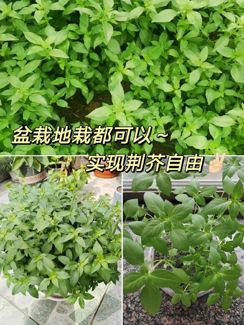 大叶荆芥薄荷种子猫薄荷美国薄荷“大叶荆芥种子野菜荆芥种籽