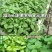 大叶荆芥薄荷种子猫薄荷美国薄荷“大叶荆芥种子野菜荆芥种籽