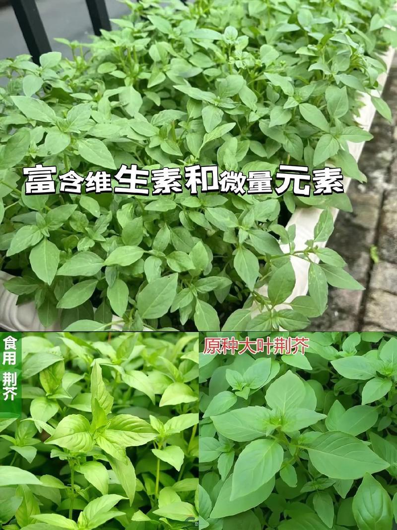 大叶荆芥薄荷种子猫薄荷美国薄荷“大叶荆芥种子野菜荆芥种籽