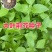 大叶荆芥薄荷种子猫薄荷美国薄荷“大叶荆芥种子野菜荆芥种籽