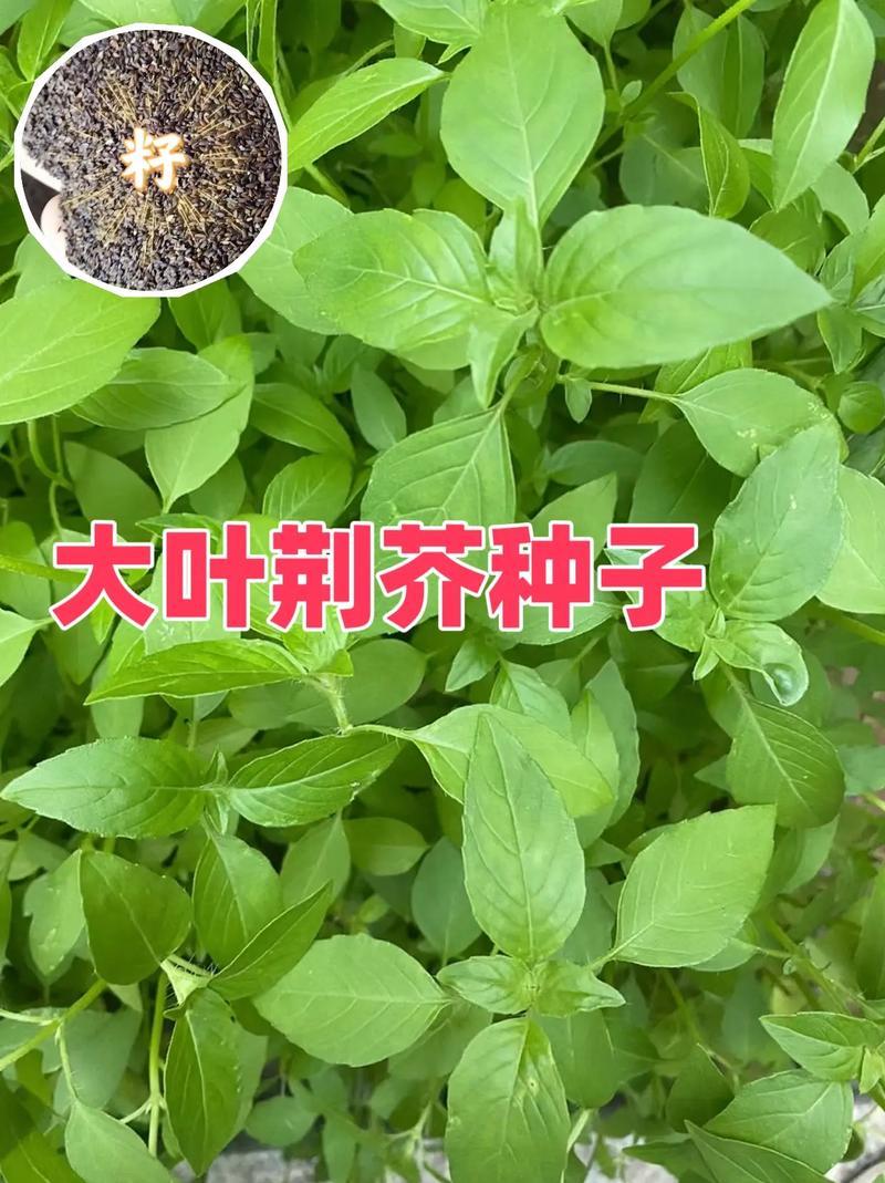 大叶荆芥薄荷种子猫薄荷美国薄荷“大叶荆芥种子野菜荆芥种籽