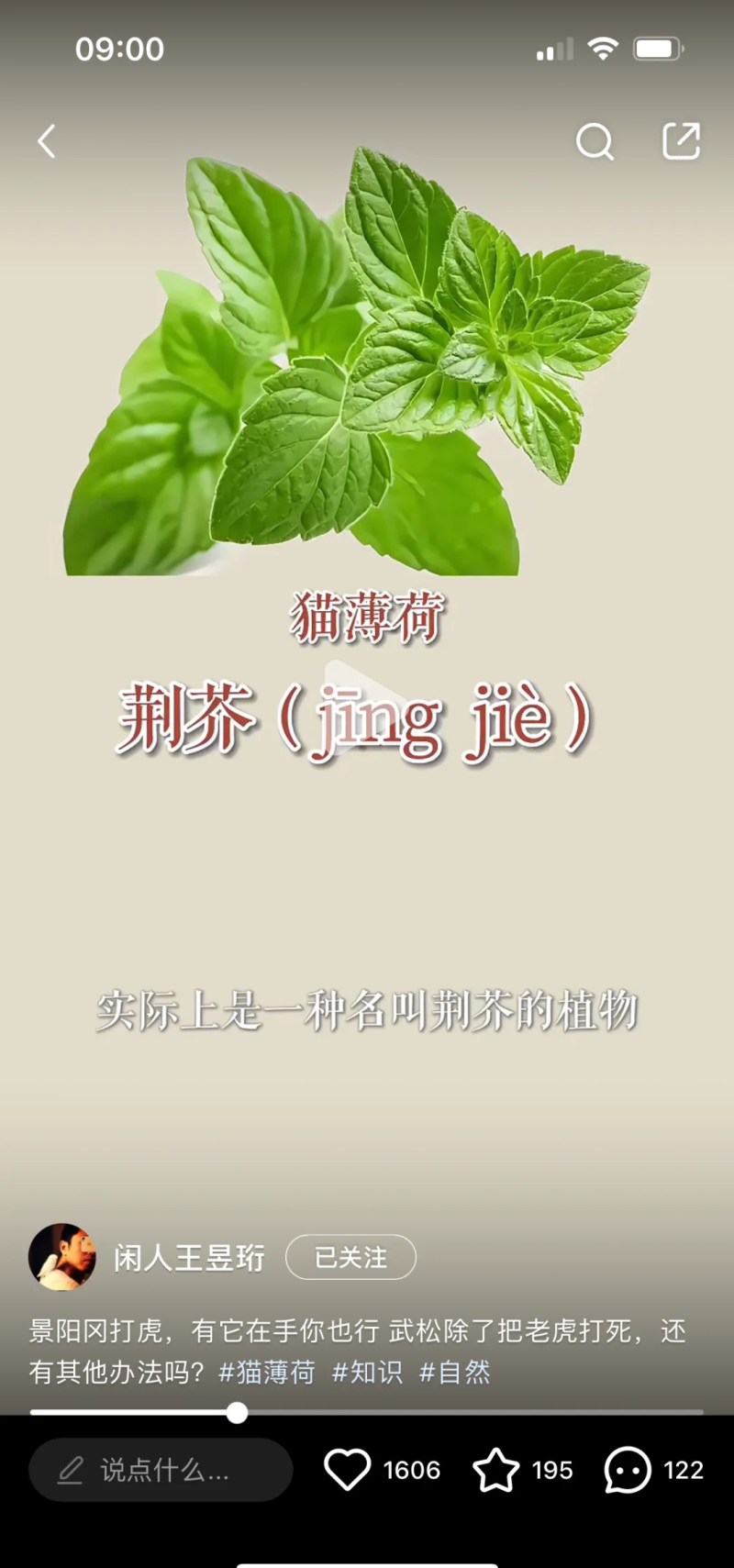 大叶荆芥薄荷种子猫薄荷美国薄荷“大叶荆芥种子野菜荆芥种籽