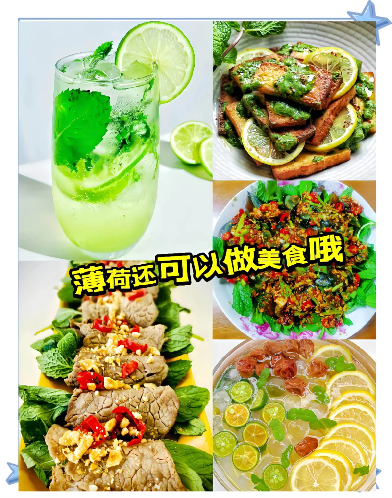 大叶荆芥薄荷种子猫薄荷美国薄荷“大叶荆芥种子野菜荆芥种籽