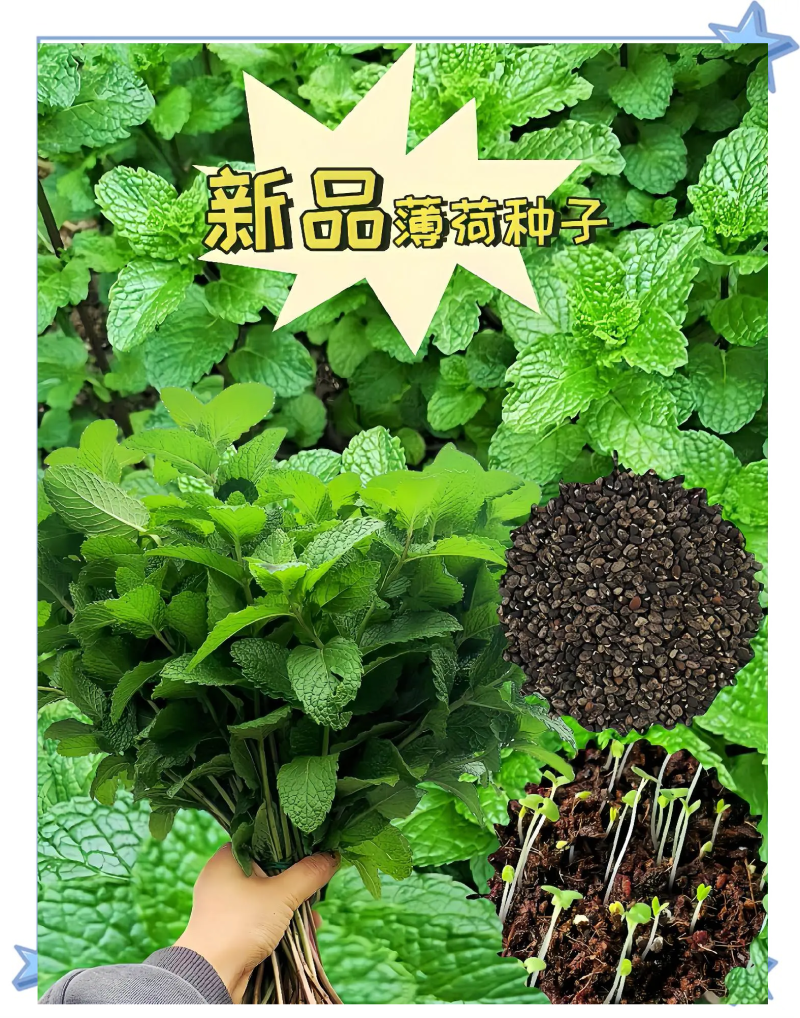 大叶荆芥薄荷种子猫薄荷美国薄荷“大叶荆芥种子野菜荆芥种籽