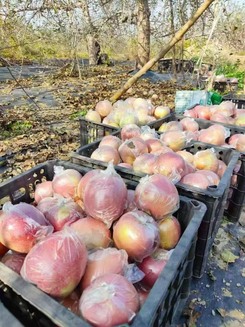 山西运城红富士大量上市啦