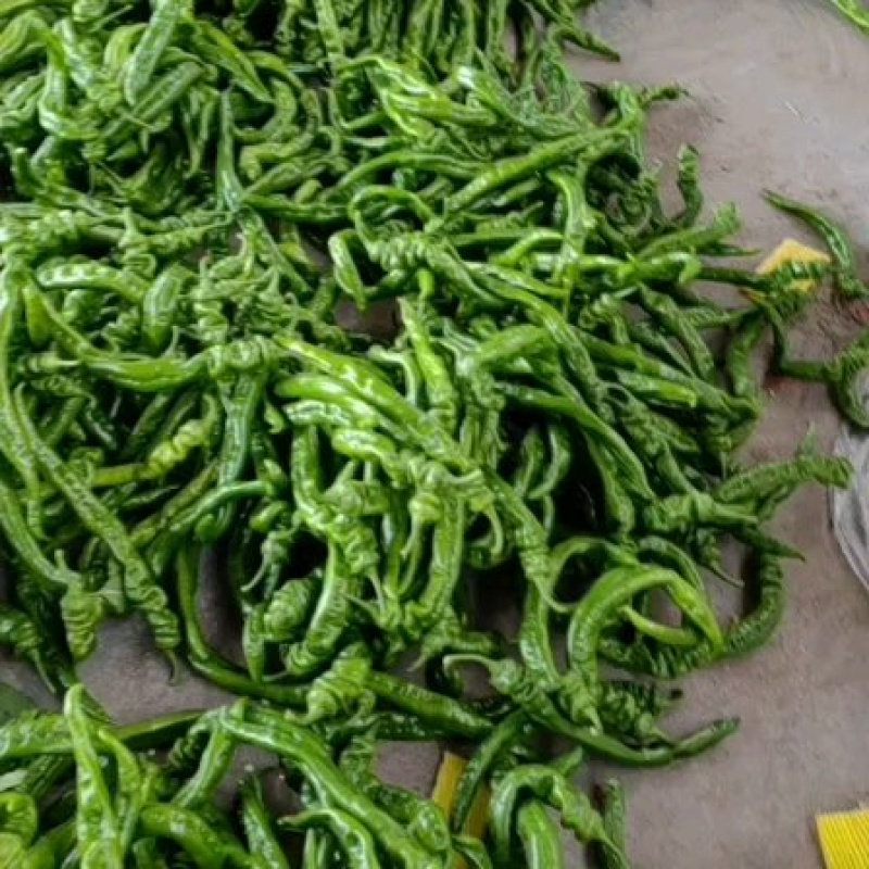 山东潍坊精品螺丝椒大量上市产地直供品质保证欢迎咨询