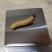 贵州斗米虫50条起发（需预约）