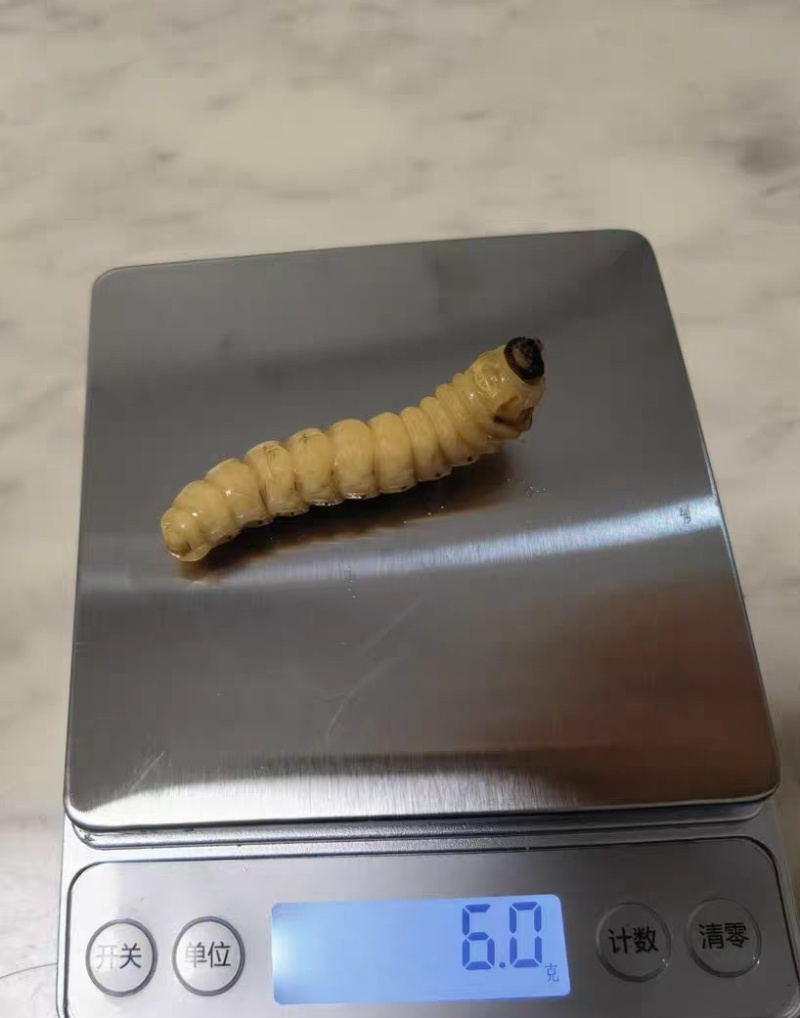 贵州斗米虫50条起发（需预约）