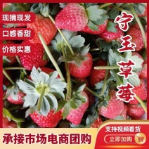 宁玉，妙香奶油草莓将大量上市，现摘现发，对接全国客商，