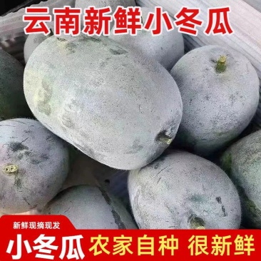 云南大理小香冬瓜，对接各大商超，各大电商平台