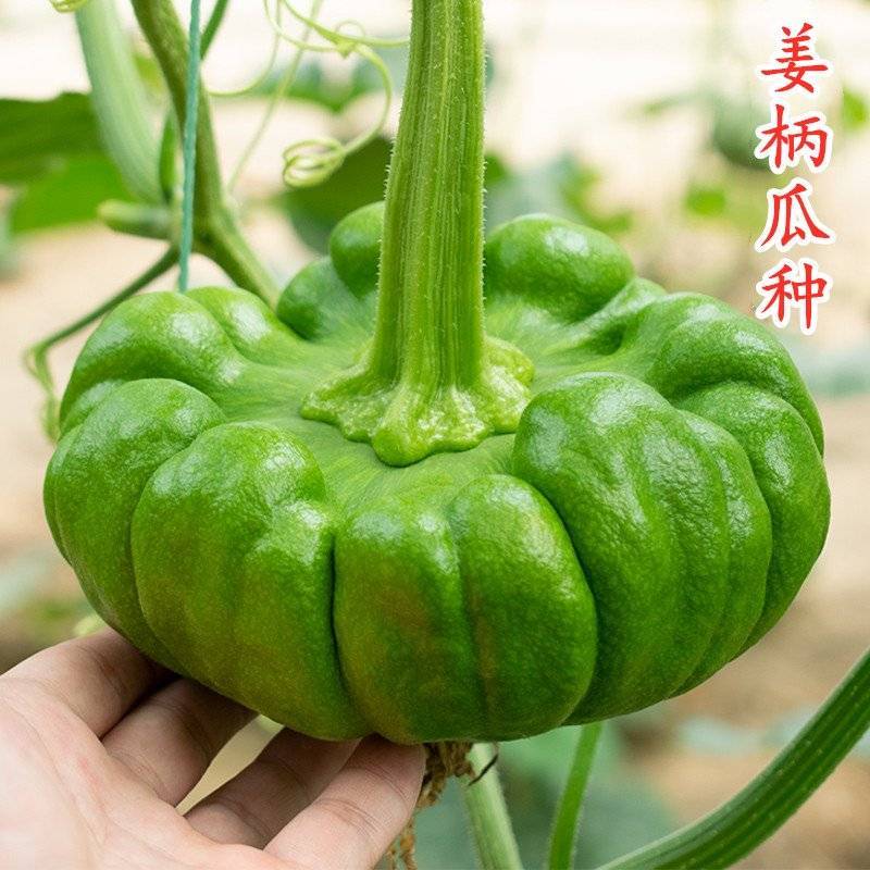 云南姜炳瓜种子中早熟品种瓜形扁圆老瓜香而甜味