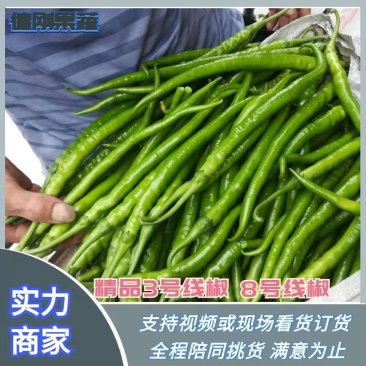 山东潍坊线椒3号线椒8号椒青线椒品质保证欢迎咨询