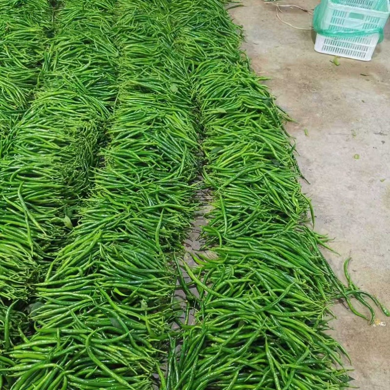 山东潍坊线椒3号线椒8号椒青线椒品质保证欢迎咨询