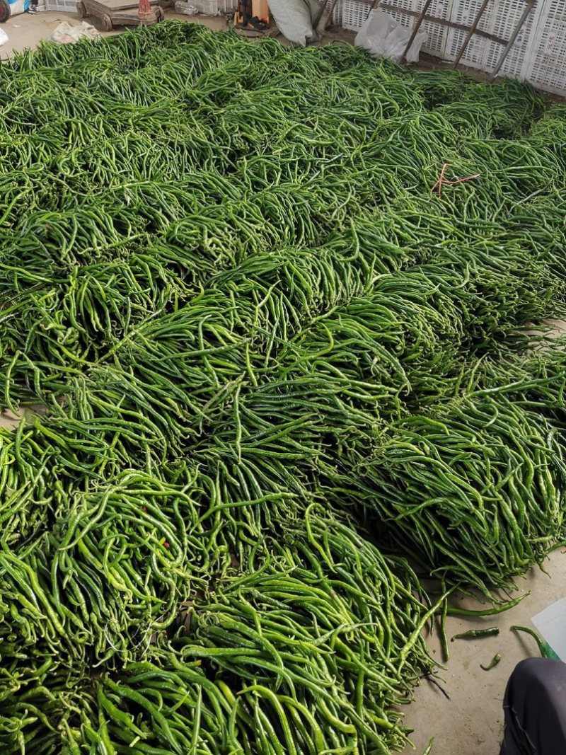 山东潍坊线椒3号线椒8号椒青线椒品质保证欢迎咨询