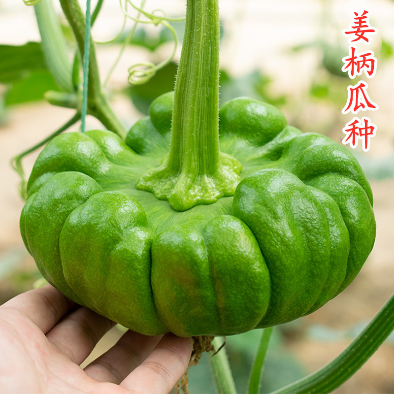 云南姜炳瓜种子中早熟品种瓜形扁圆老瓜香而甜味