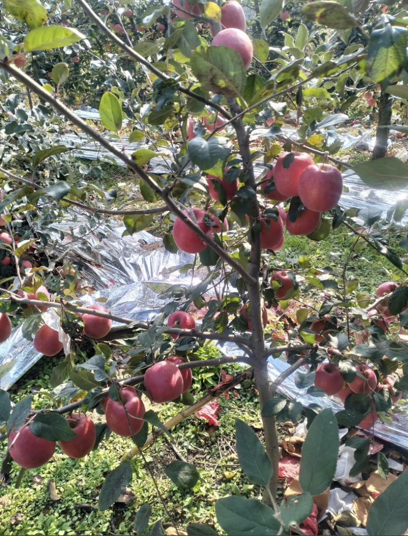《瑞香红》苹果，产地直供、大量现货、价格实惠、对接全国