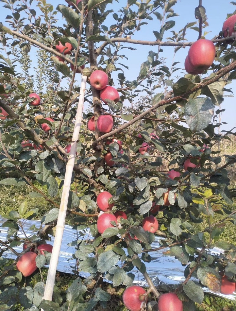 《瑞香红》苹果，产地直供、大量现货、价格实惠、对接全国