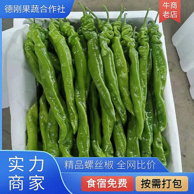 山东潍坊精品螺丝椒大量上市产地直供品质保证欢迎咨询