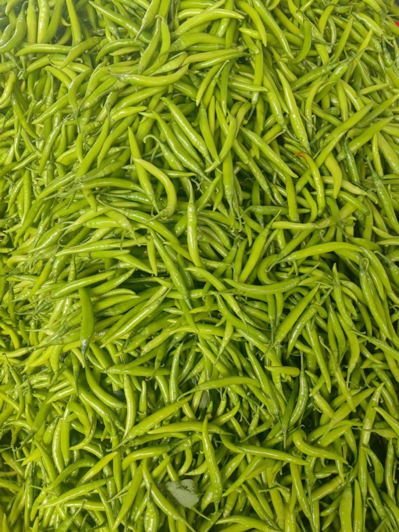 潍坊青州杭椒品质保证欢迎咨询精品鲜辣椒