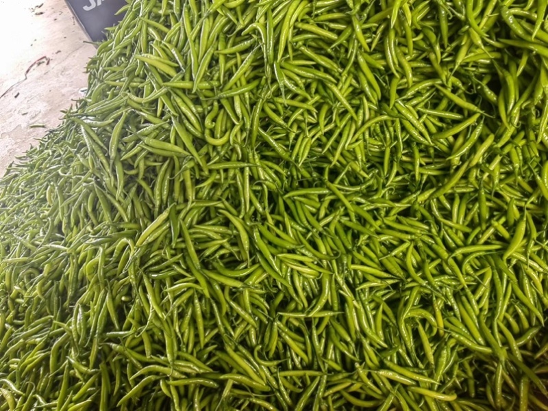潍坊青州杭椒品质保证欢迎咨询精品鲜辣椒