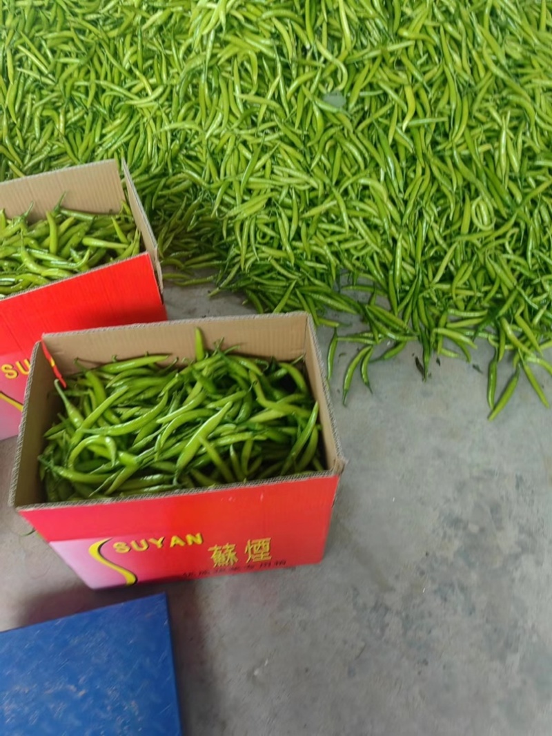 潍坊青州杭椒品质保证欢迎咨询精品鲜辣椒