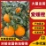 【一件代发】爱媛橙果冻橙爱媛38号代发全国可视频看货对接