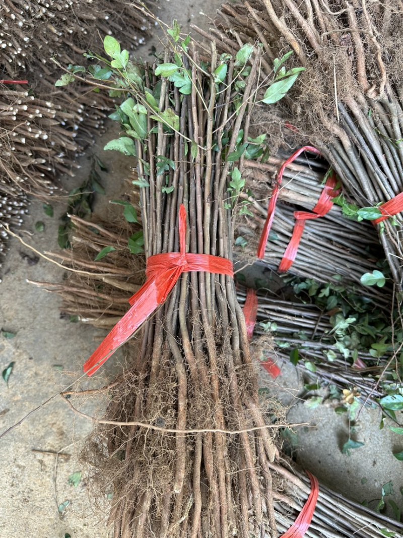 供应棠梨苗，鸟梨小苗，野生梨树苗，嫁接梨子苹果树砧木苗