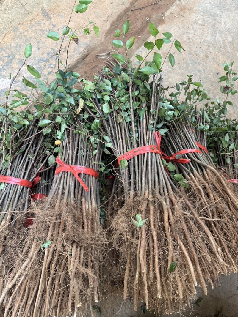 供应棠梨苗，鸟梨小苗，野生梨树苗，嫁接梨子苹果树砧木苗