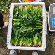 精品菠菜大量有货