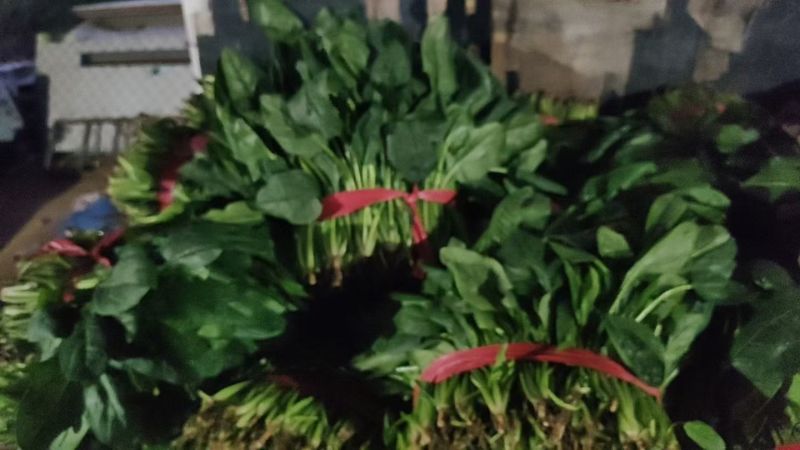 精品菠菜大量有货