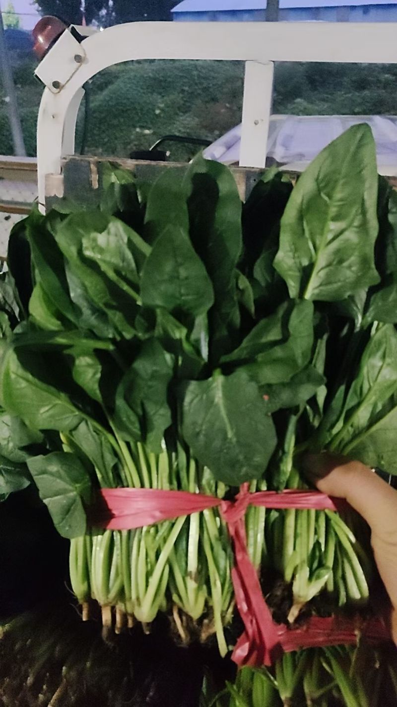 精品菠菜大量有货