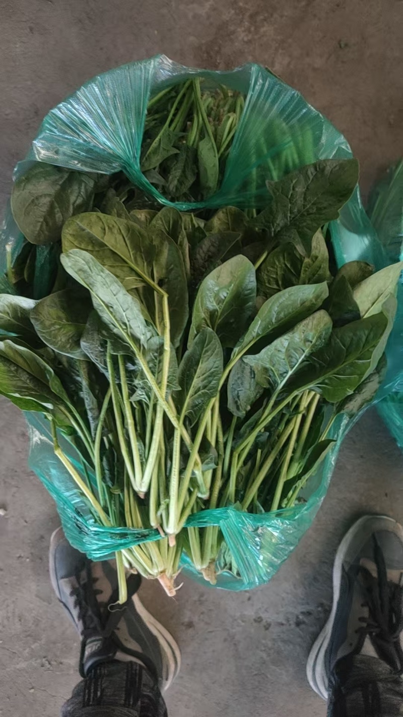 精品菠菜大量有货