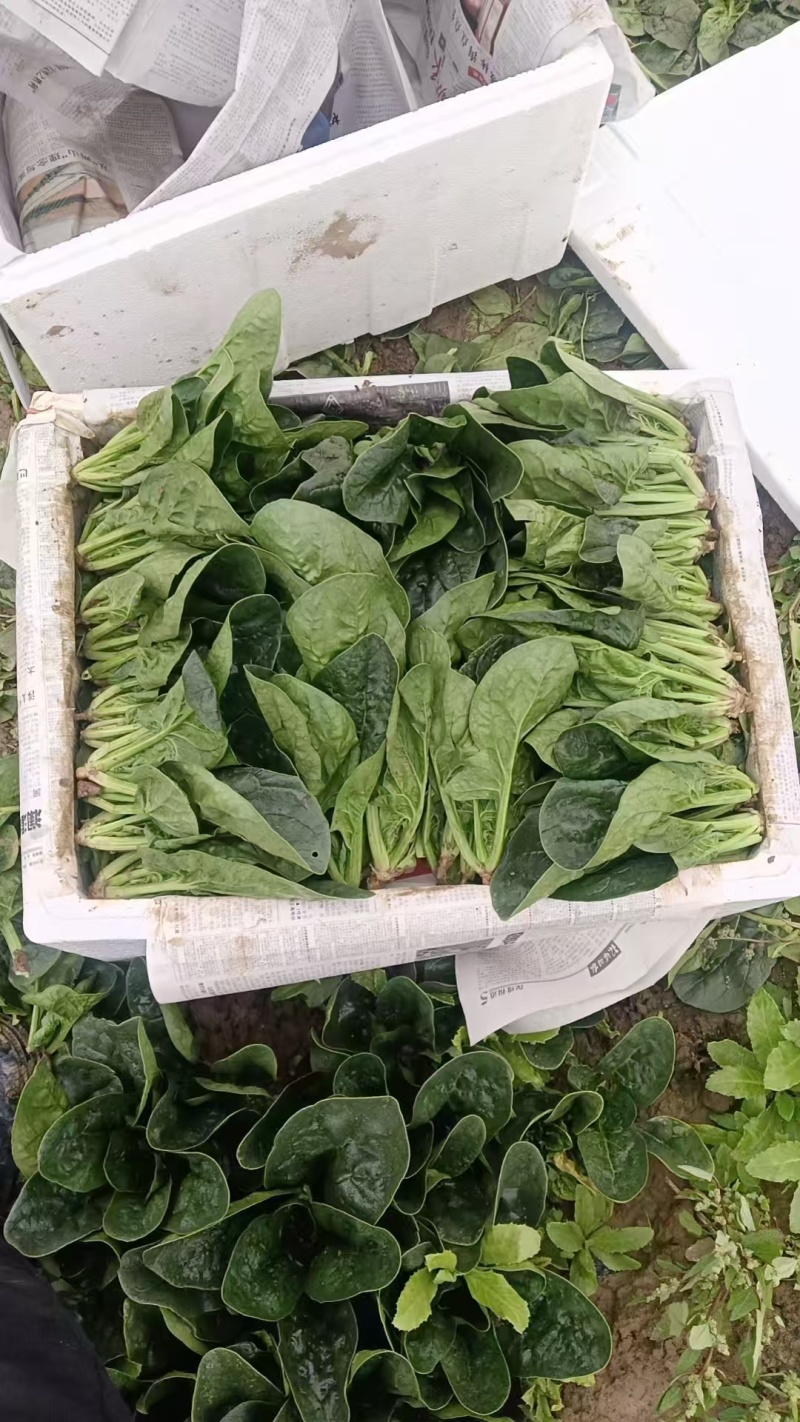 精品菠菜大量有货