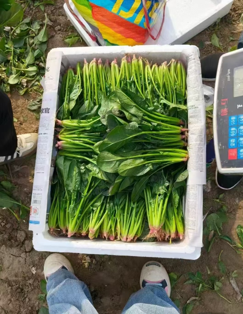 精品菠菜大量有货