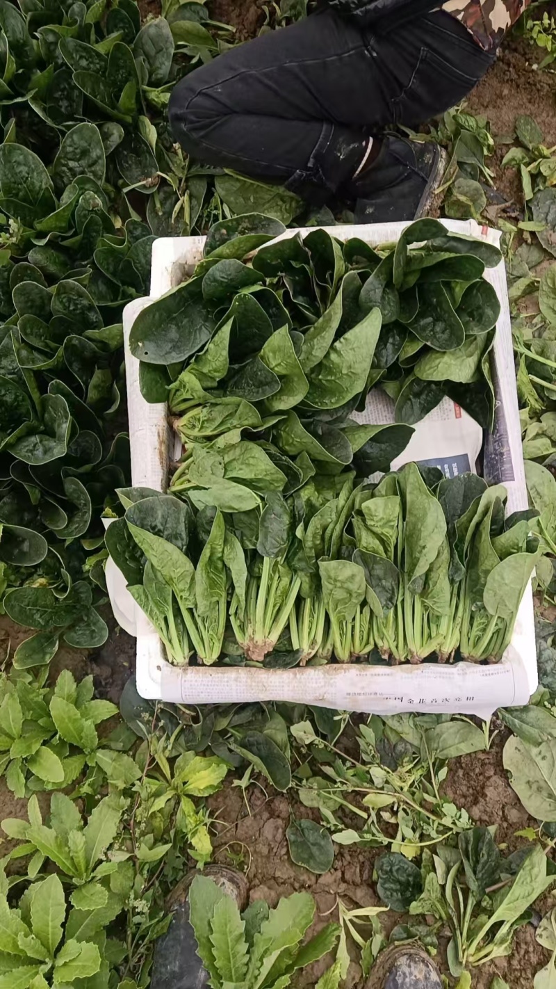 精品菠菜大量有货