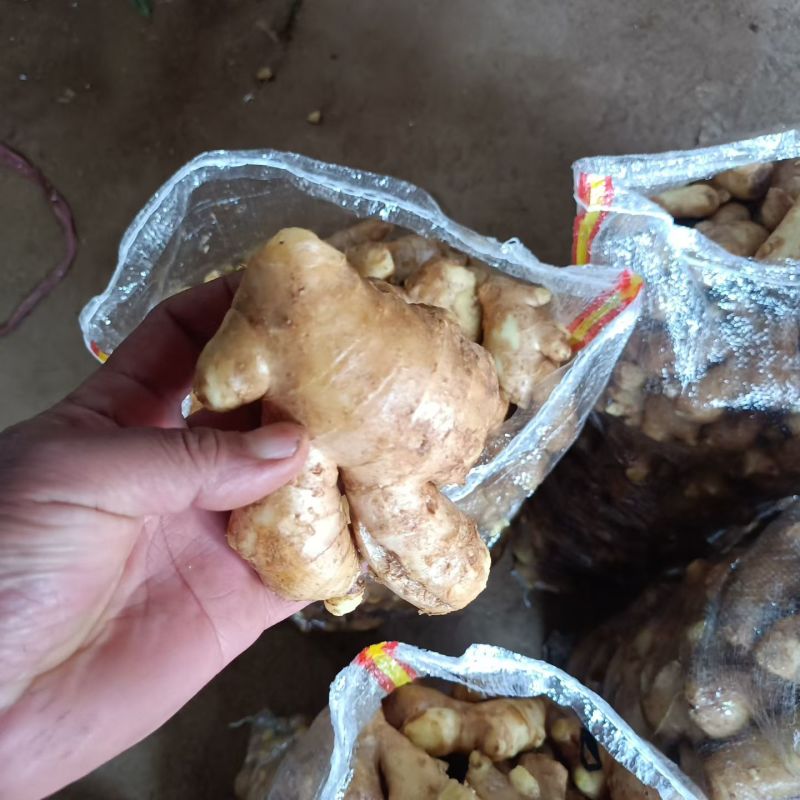 姜母泥姜母水洗姜母品质保证价格便宜产地一手货源