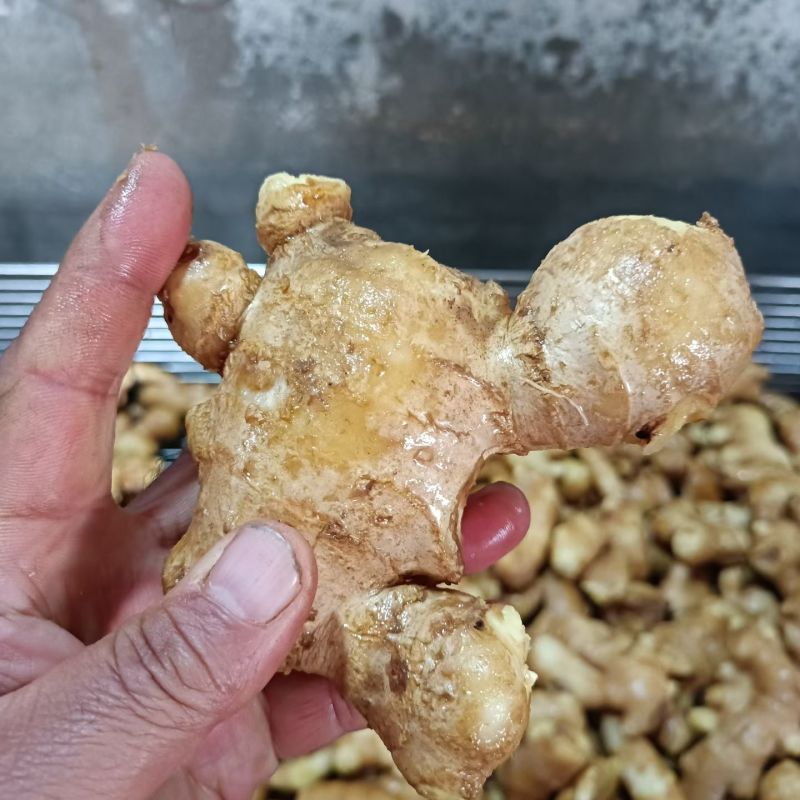 姜母泥姜母水洗姜母品质保证价格便宜产地一手货源