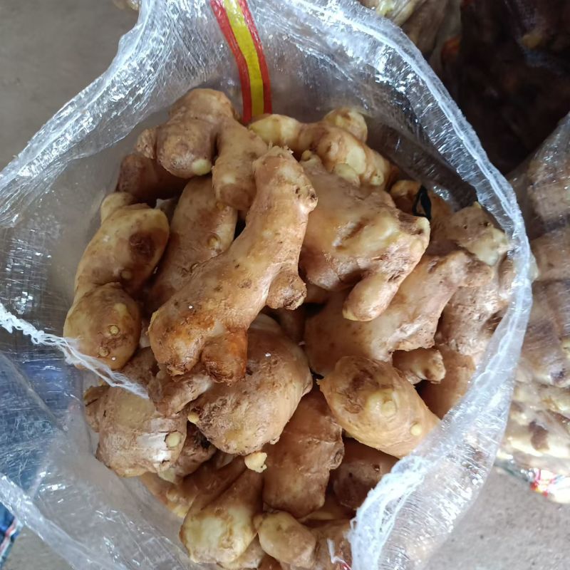 姜母泥姜母水洗姜母品质保证价格便宜产地一手货源