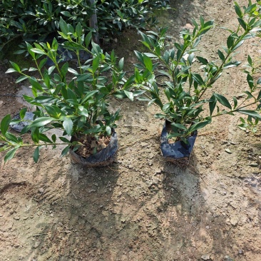 小叶栀子花高度20到25厘米基地大量现货