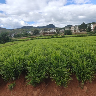 湖南二号大平头200吨