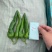 潍坊青州薄皮椒辣椒产地直销品质保证欢迎咨询