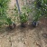 小叶栀子花高度20到25厘米基地大量现货