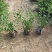 小叶栀子花高度20到25厘米基地大量现货
