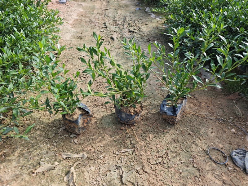小叶栀子花高度20到25厘米基地大量现货