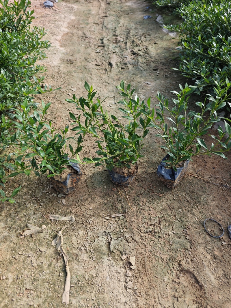 小叶栀子花高度20到25厘米基地大量现货