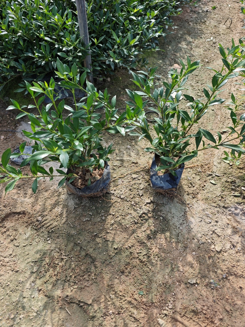 小叶栀子花高度20到25厘米基地大量现货