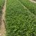 小叶栀子花高度20到25厘米基地大量现货