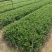 小叶栀子花高度20到25厘米基地大量现货