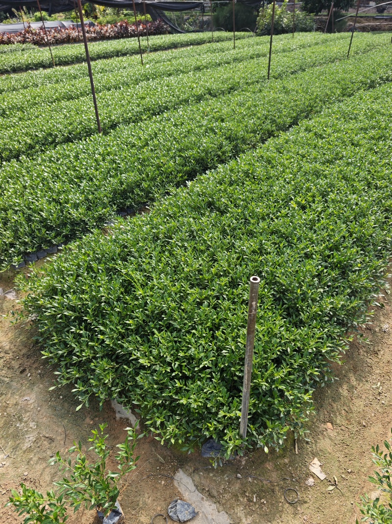 小叶栀子花高度20到25厘米基地大量现货