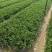 小叶栀子花高度20到25厘米基地大量现货